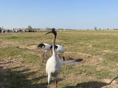 -盐城丹顶鹤湿地生态旅游区