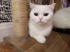 -猫小院猫主题餐厅(三里屯店)