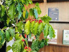 -72 COFFEE(东朝阳路店)