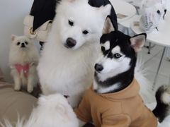 -怪兽屋·羊驼·猫咖·狗咖(俊华广场店)