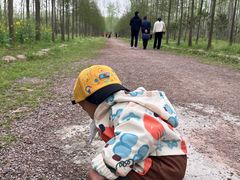 -合肥滨湖国家森林公园