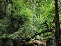 -龙苍沟森林公园