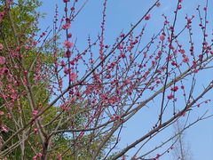 -河泥荡文化公园