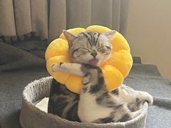 -天使宠物医院·犬猫分诊(彩虹店)