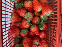 -胜丰草莓采摘园