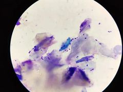 -芭比堂动物医院广州顽皮分院