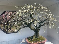 -香雪海