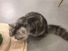 -飞行喵MR PILOT|猫舍·猫咖(静安大融城店)
