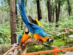 -北京野生动物园