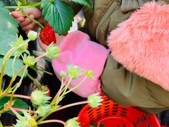 -昌平兴寿秀秀草莓采摘园