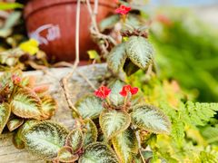 -国家植物园南园