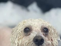 -欧奕国际动物医院