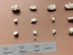 -柳州白莲洞洞穴科学博物馆