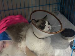 -创凡宠物医院·骨专科  猫科中心(西乡分院)
