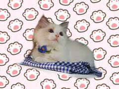 -momokira米努特·德文卷毛猫·棉花面纱犬