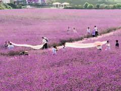 -紫颐香薰山谷景区