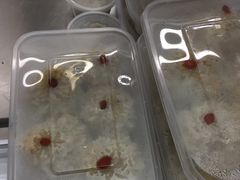 -217笋干馄饨