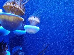 -成都浩海立方海洋公园