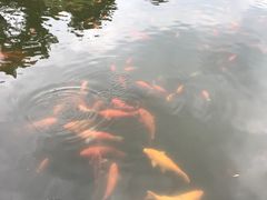 -西湖外事游船(花港观鱼码头)