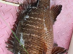 -小猫钓鱼海钓俱乐部(椰梦长廊店)