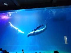 -芜湖新华联大白鲸海洋公园