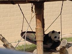 -石家庄市动物园