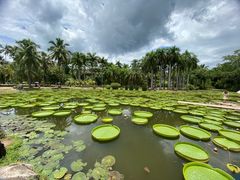 -中国科学院西双版纳热带植物园