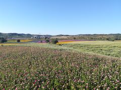 -莲花山花海