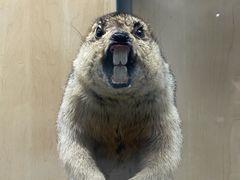 -陕西自然博物馆