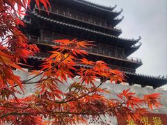 -八大山人梅湖景区