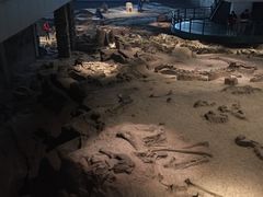 -自贡恐龙博物馆