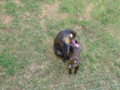 -大连森林动物园