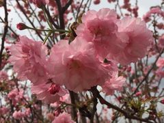 -天适樱花悠乐园