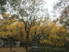 -秋霞圃