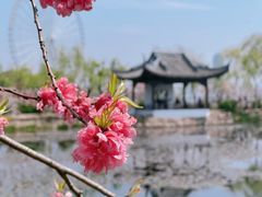 -无锡蠡湖国家湿地公园-蠡园