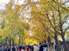-三里屯东五街银杏大道