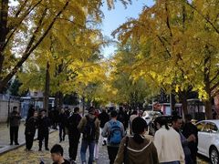 -三里屯东五街银杏大道