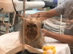 -momokira米努特·德文卷毛猫·棉花面纱犬