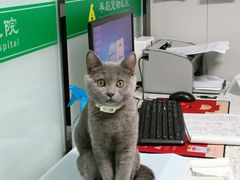 -半岛宠物医院24小时(科华中路店)