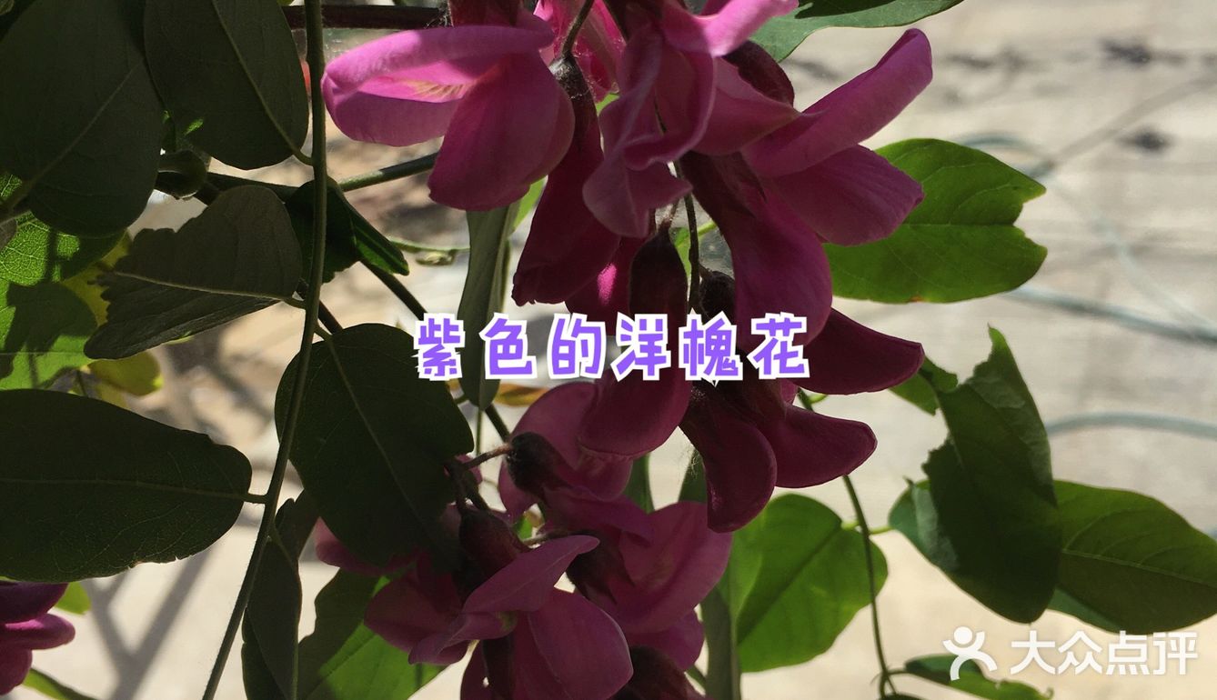 春天偶遇紫色的洋槐花