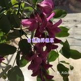 春天偶遇紫色的洋槐花