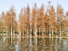 -白鹭湾湿地公园