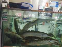 -煲来饱去冷水鱼