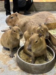 -Zoolung Zoolung动物主题公园(海信广场店)