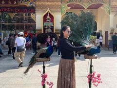 -西双版纳勐泐文化旅游区