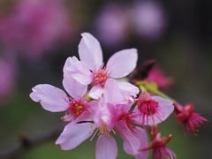 -桃花涧