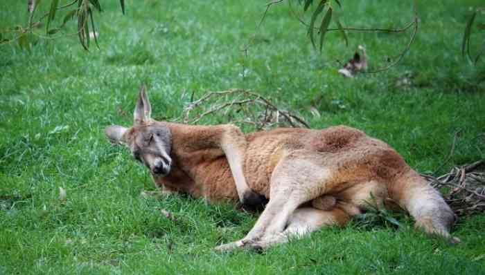 进去里边跟着袋鼠赛跑的感觉,的已经成精了,鸟99不鸟你,特别那些
