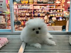 -FAELING PETS美天灵宠物(合生汇店)