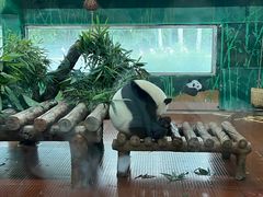 -广州动物园