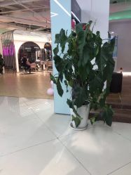 -BULB STUDIO 巴柏明星发型工作室